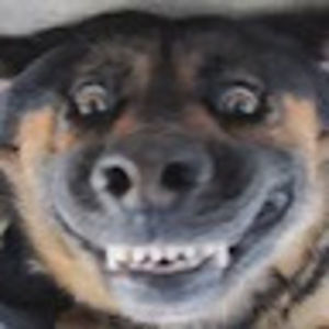 Meet your Posher, Lilya